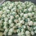 精品白花菜花椰菜松花菜菜花大量供应中需要进来联系