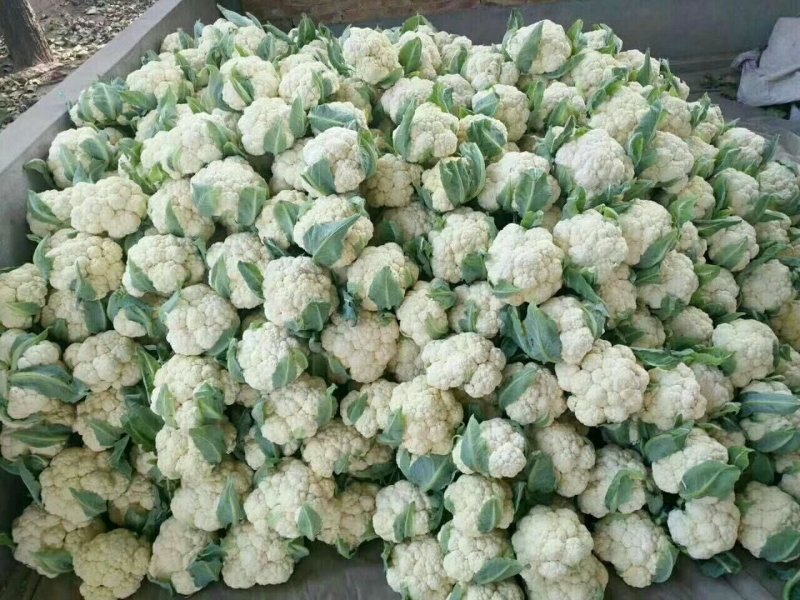 精品白花菜花椰菜松花菜菜花大量供应中需要进来联系