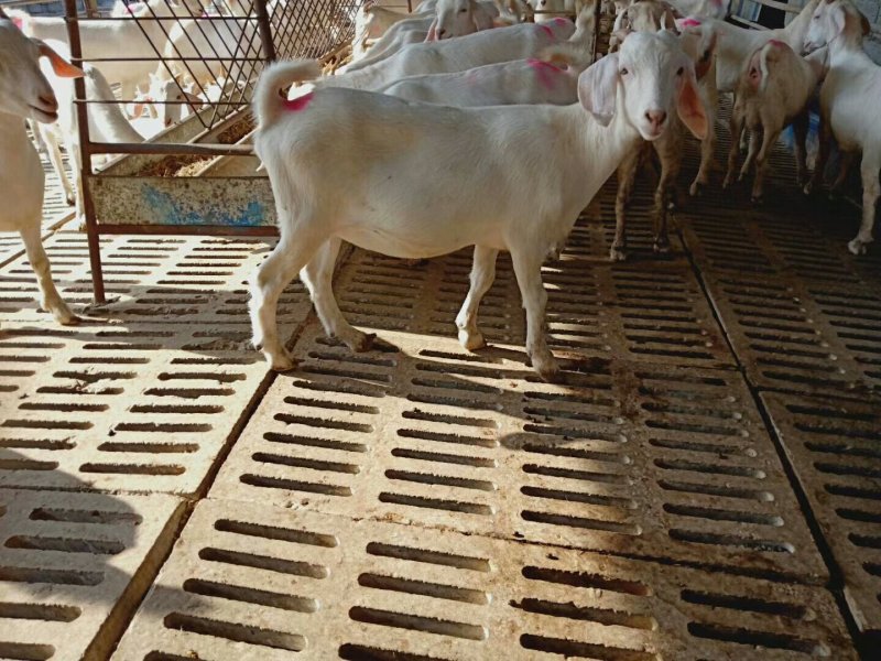 白山羊具体价格多少钱一只