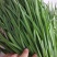 大量韭菜