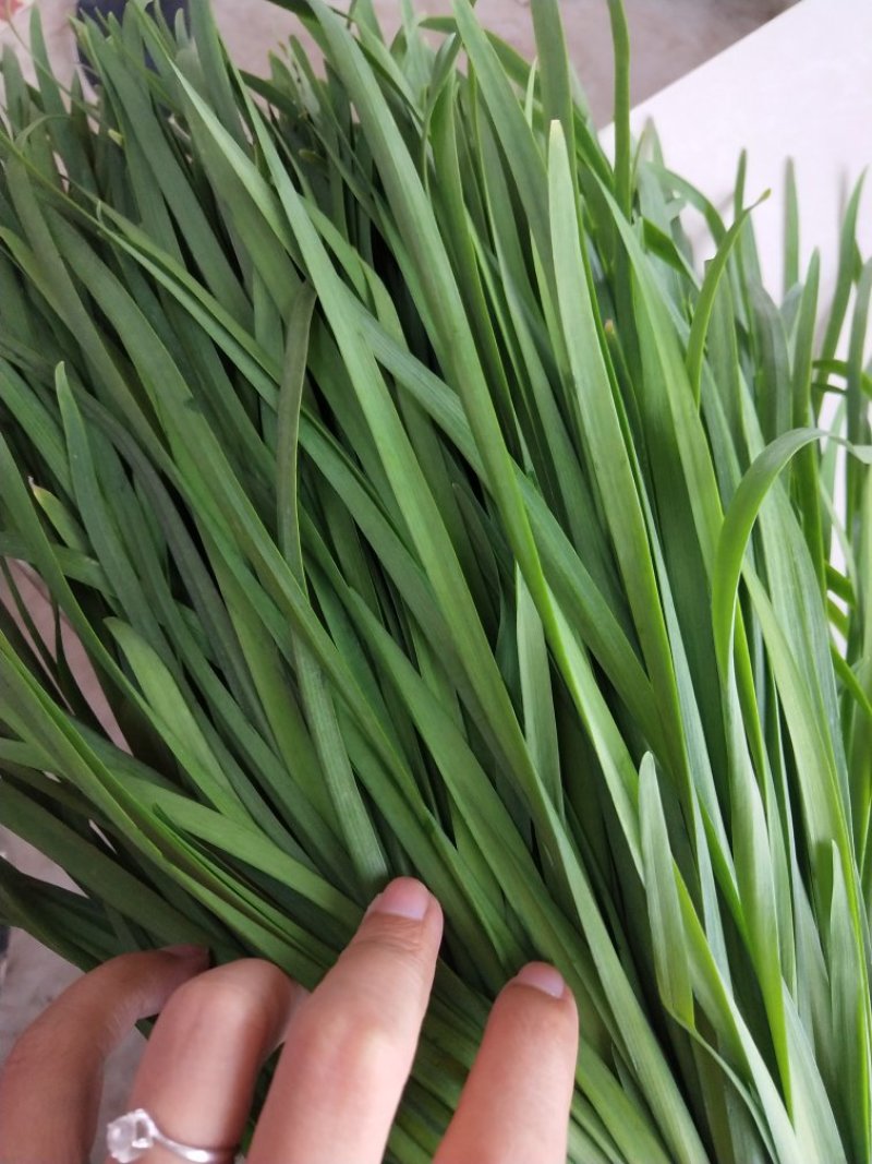 大量韭菜