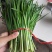 大量韭菜