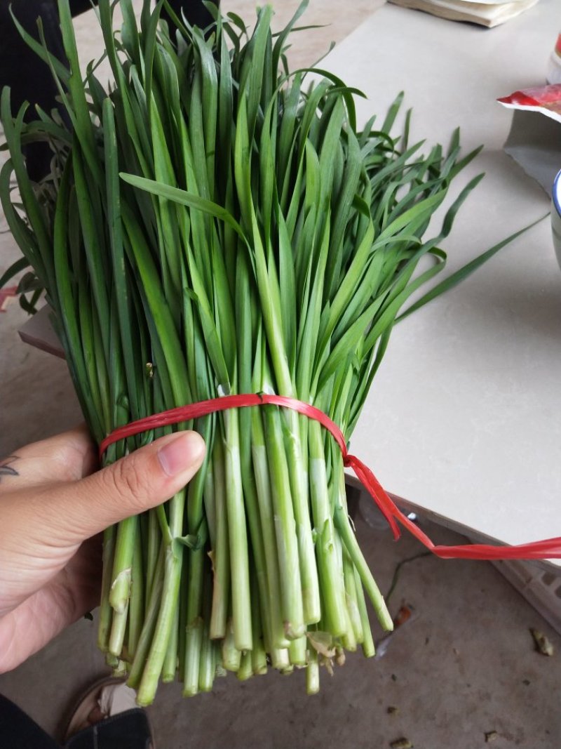 大量韭菜