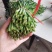 大量韭菜