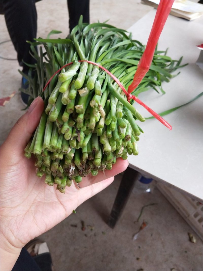 大量韭菜