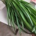 大量韭菜