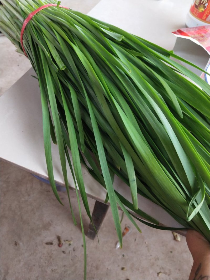 大量韭菜