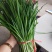 大量韭菜