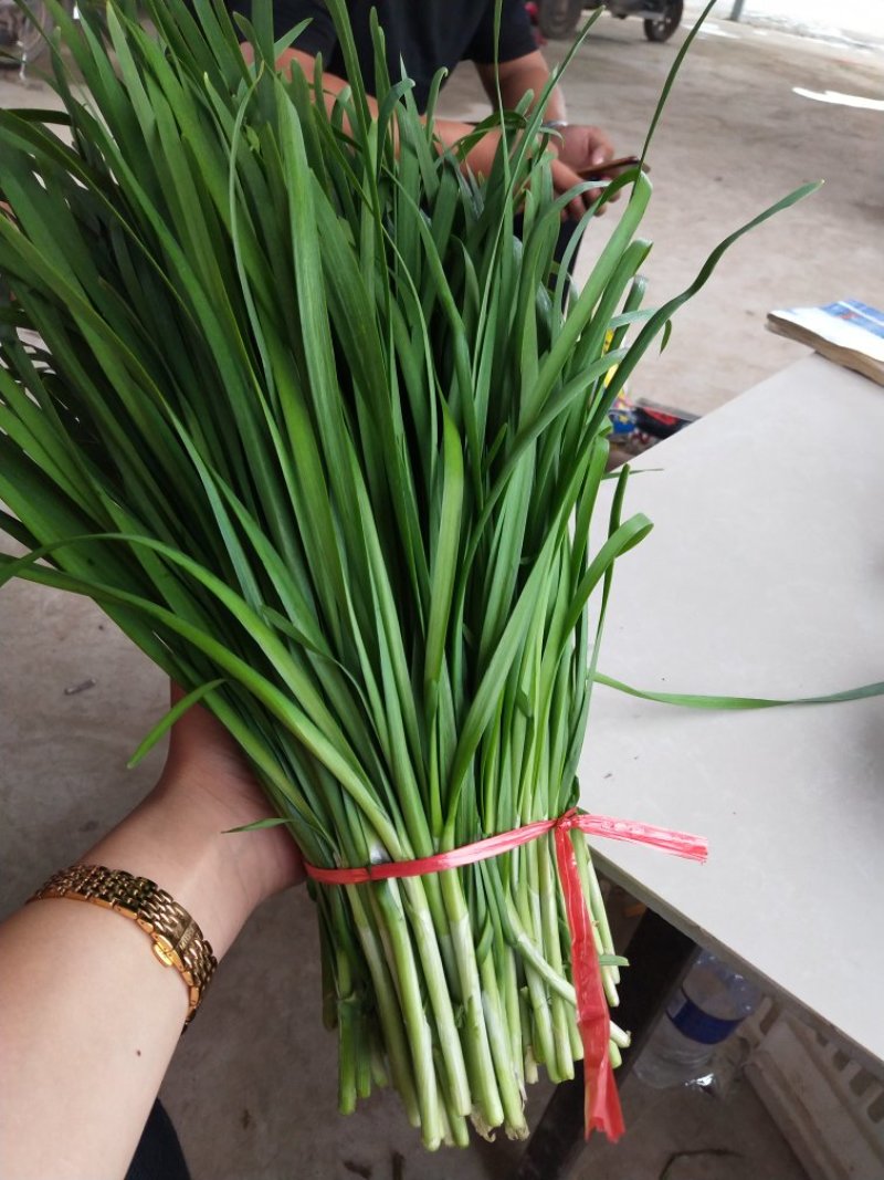 大量韭菜