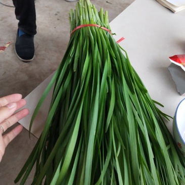大量韭菜