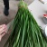大量韭菜