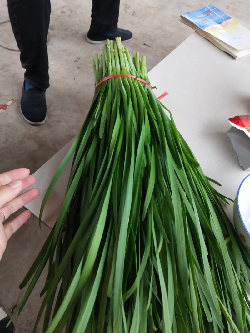大量韭菜