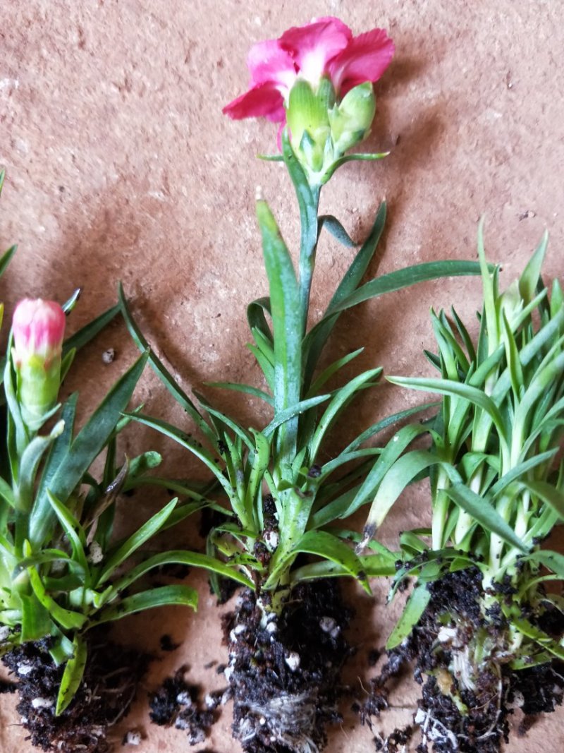 种苗花卉种苗…康乃馨种苗