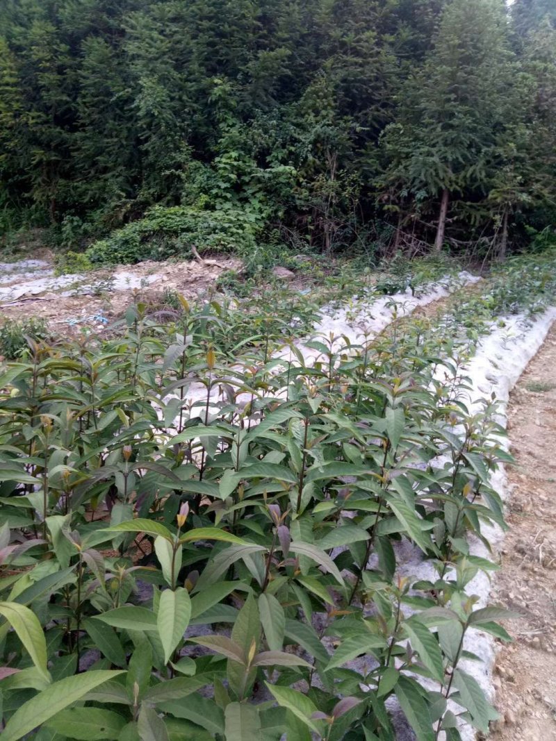 厂家直销防草布透水透气使用寿命长防草效果好