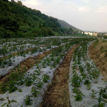 厂家直销防草布透水透气使用寿命长防草效果好
