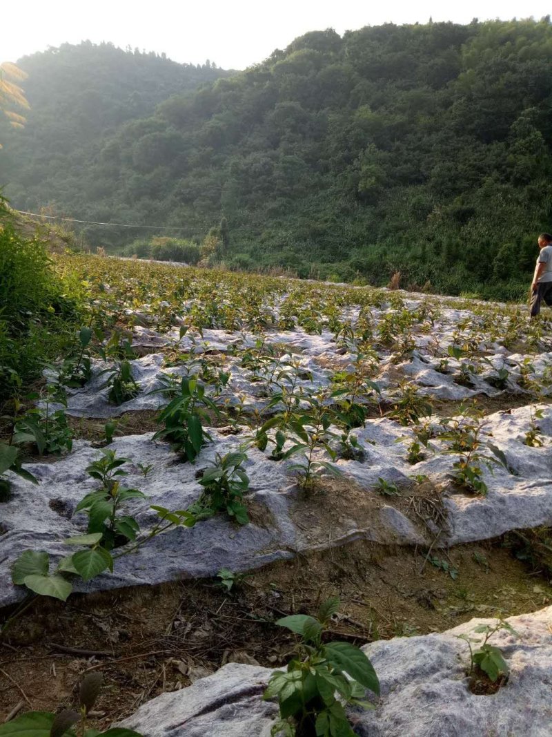 厂家直销防草布透水透气使用寿命长防草效果好