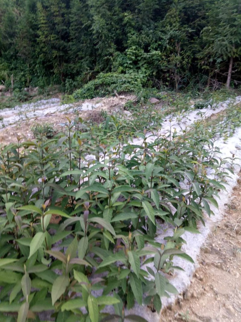 厂家直销防草布透水透气使用寿命长防草效果好