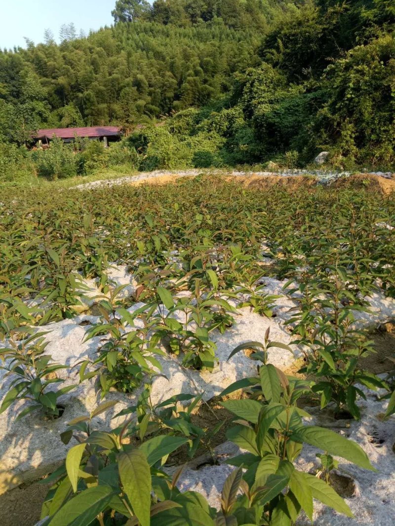 厂家直销防草布透水透气使用寿命长防草效果好