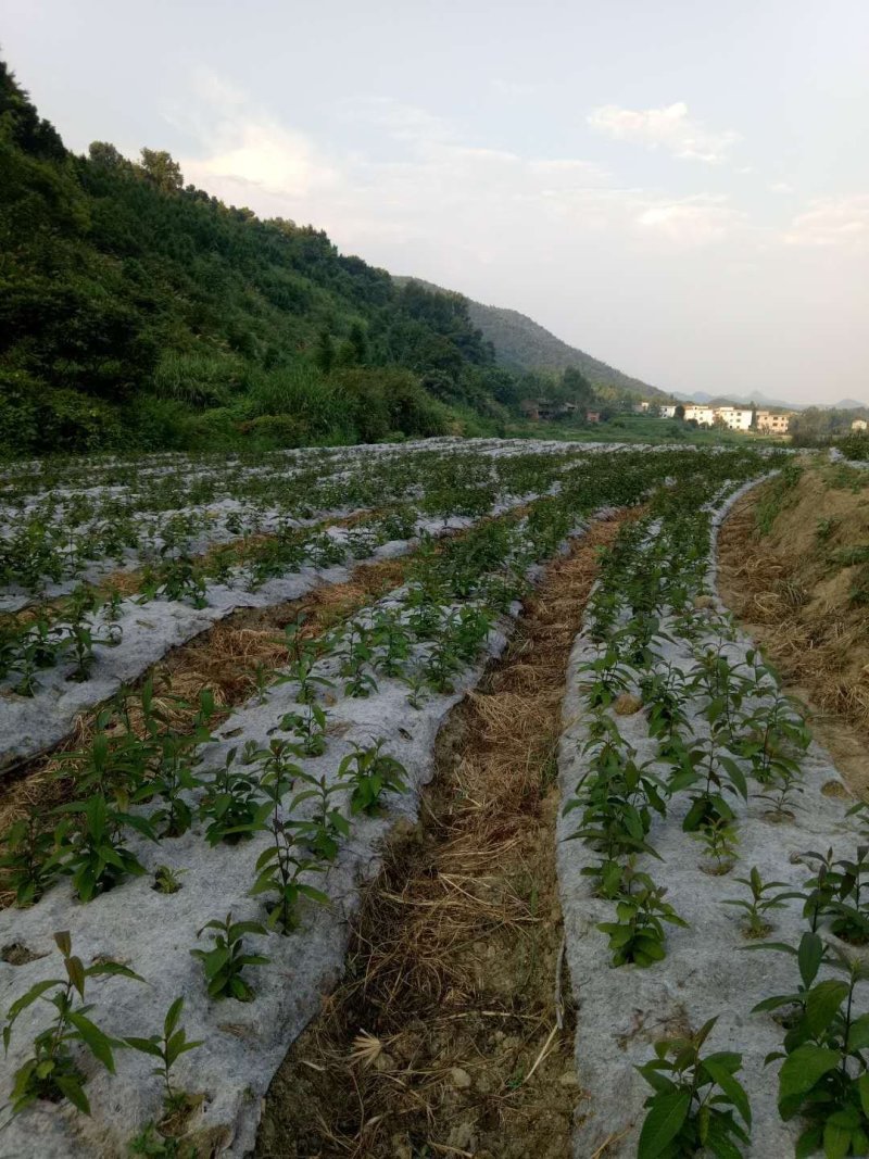 厂家直销防草布透水透气使用寿命长防草效果好