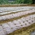 厂家直销防草布透水透气使用寿命长防草效果好