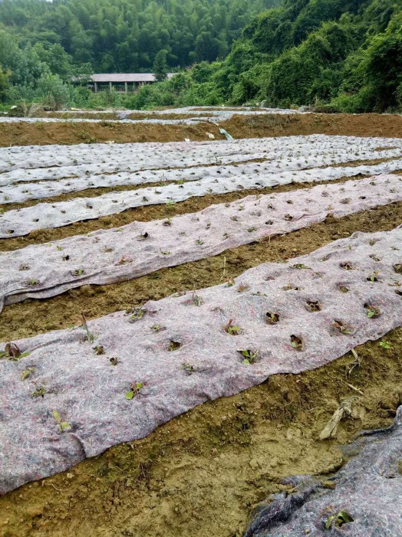 厂家直销防草布透水透气使用寿命长防草效果好