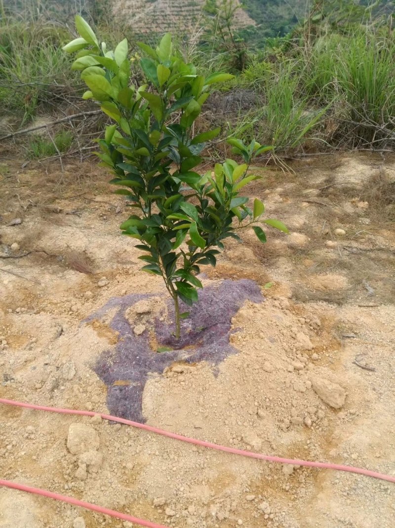 厂家直销防草布透水透气使用寿命长防草效果好