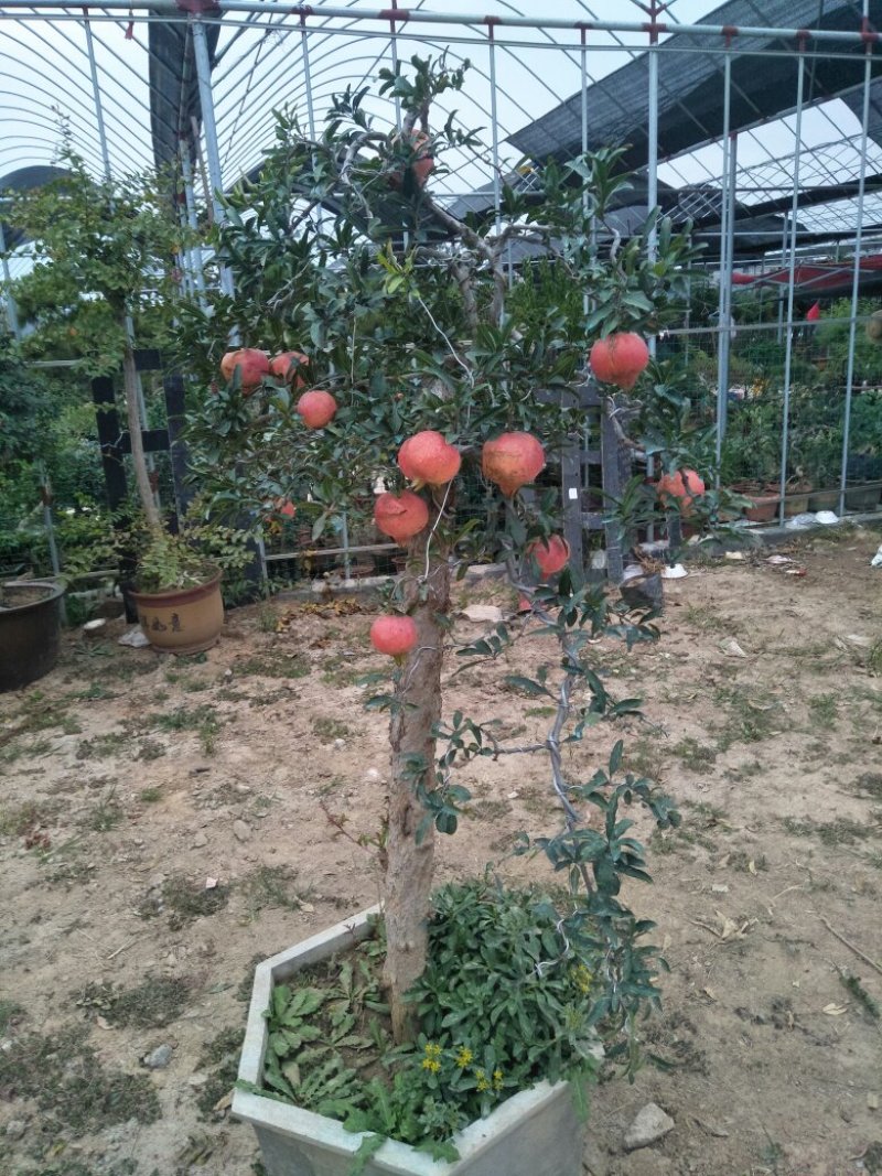 各种果树盆栽