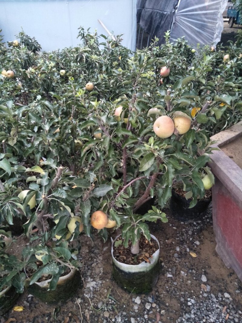 各种果树盆栽