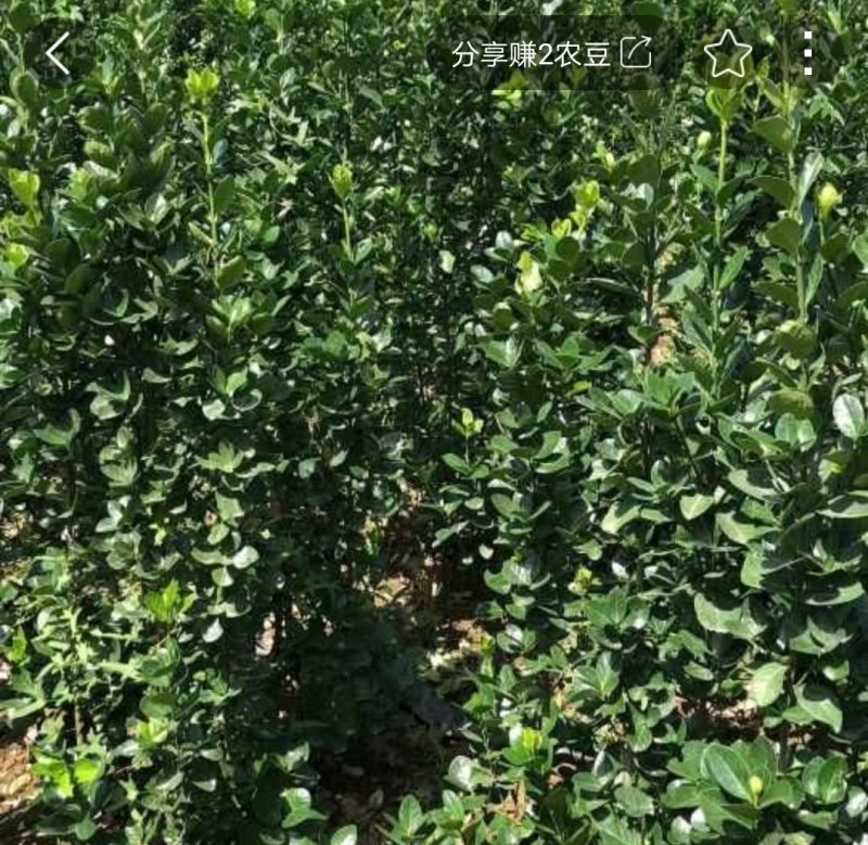 北海道黄杨