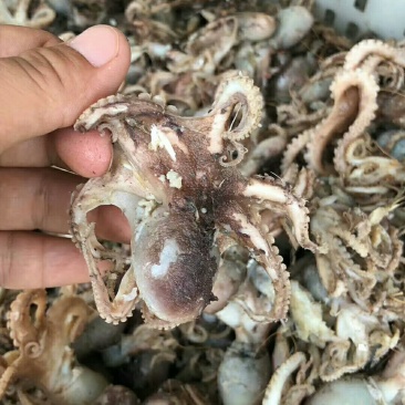 鱿鱼