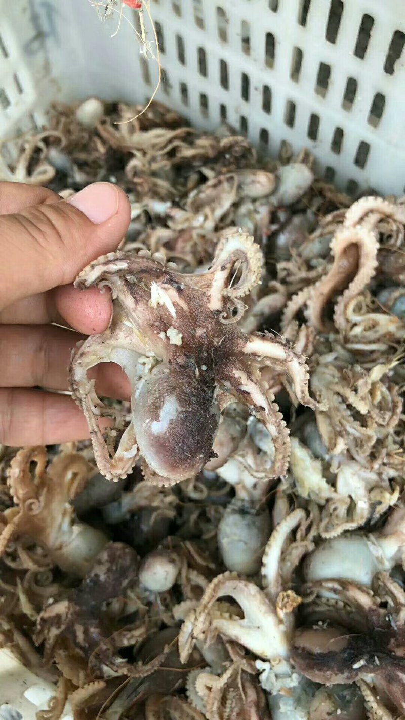 鱿鱼