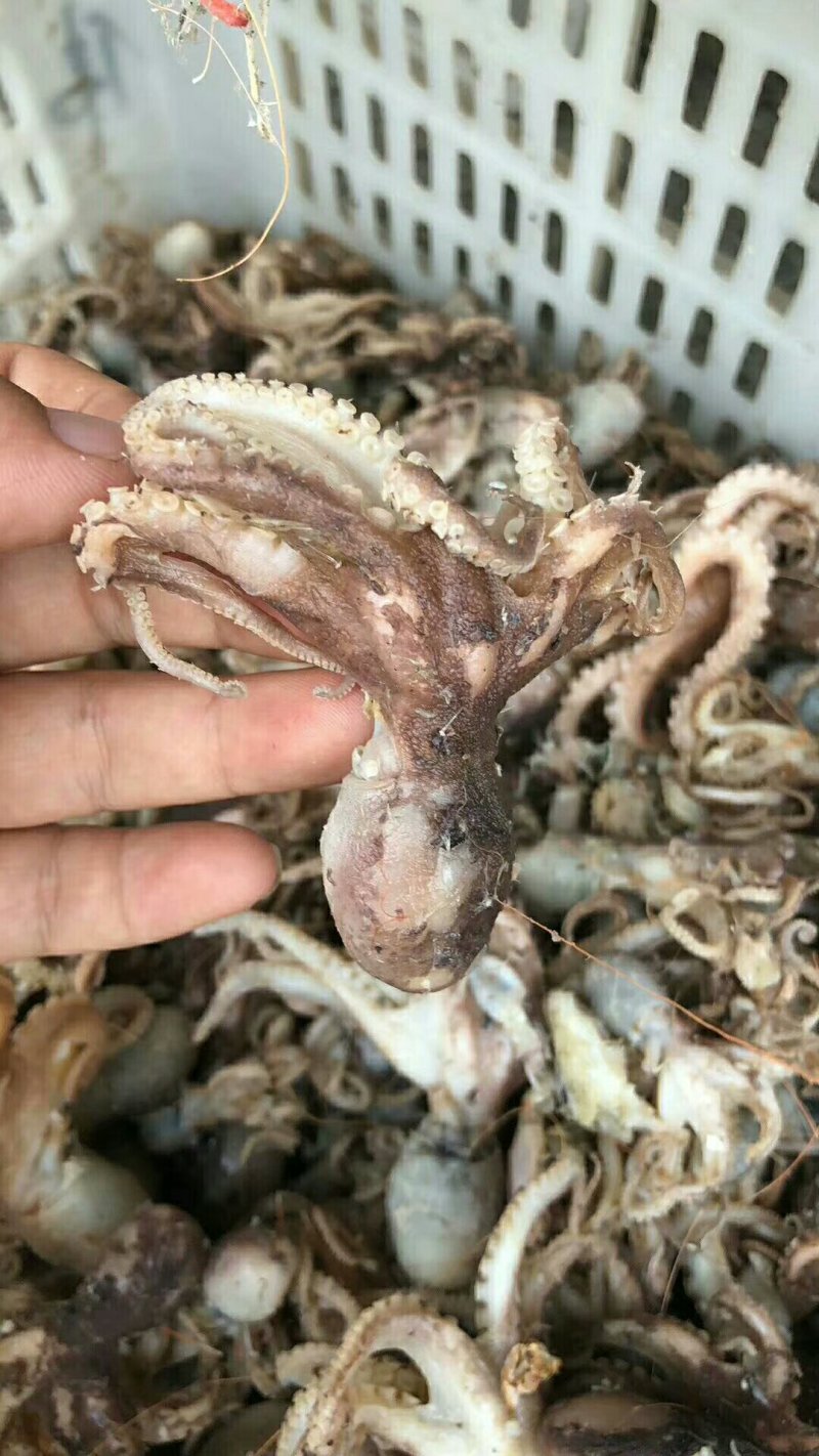 鱿鱼