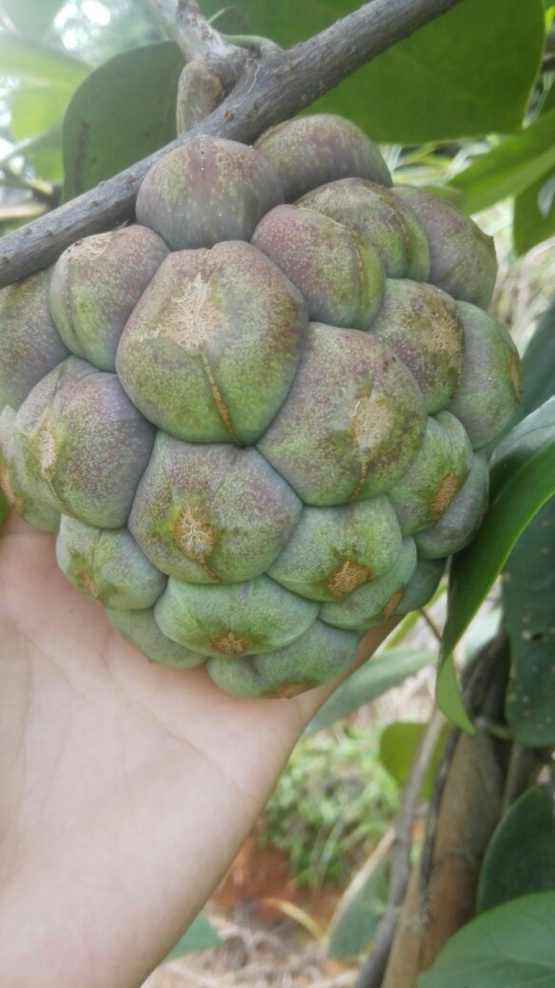 布福娜