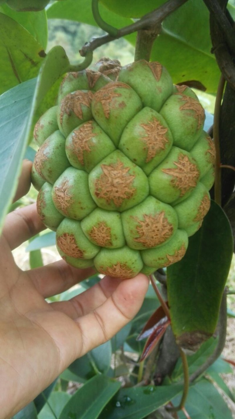 布福娜