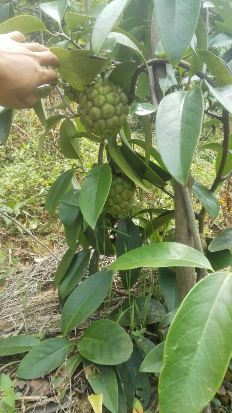 布福娜