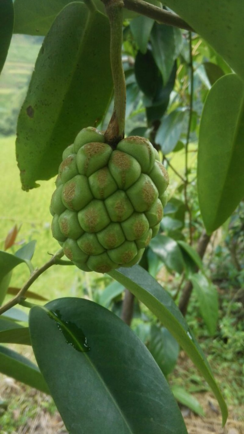 布福娜