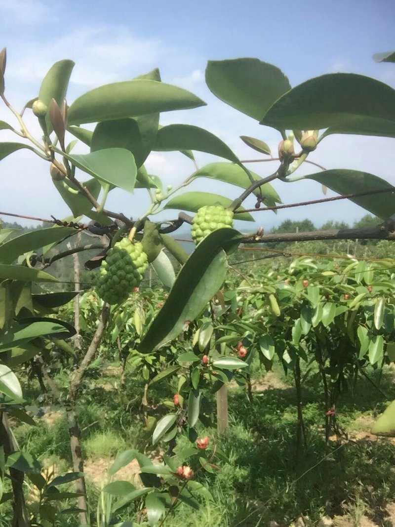 布福娜