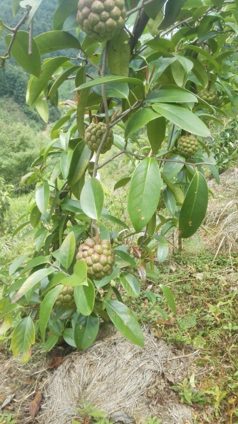 布福娜
