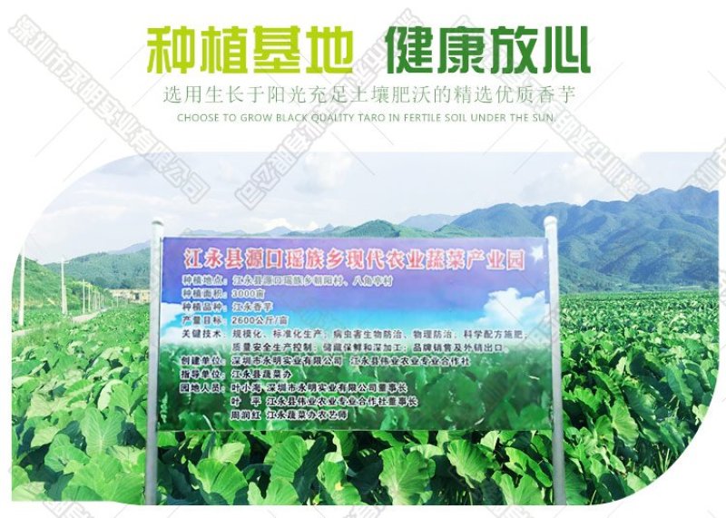 荔浦芋头江永香芋冷冻芋头粒，条，块速冻香芋