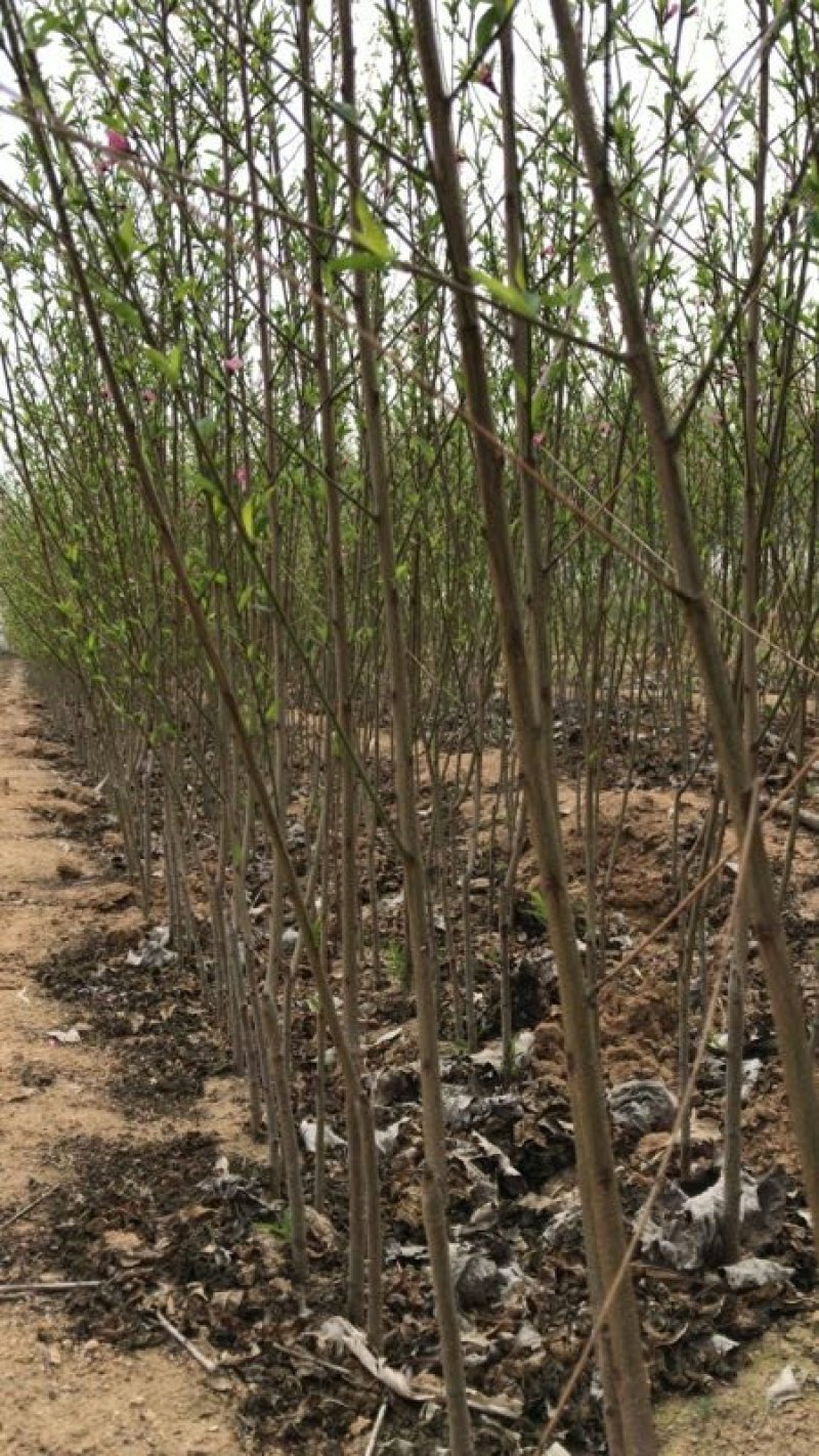 桃树苗80cm以上桃树成苗早熟中熟晚熟