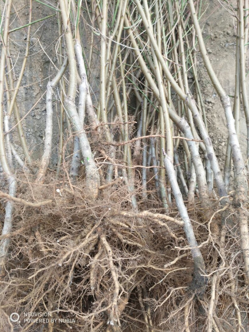 桃树苗80cm以上桃树成苗早熟中熟晚熟