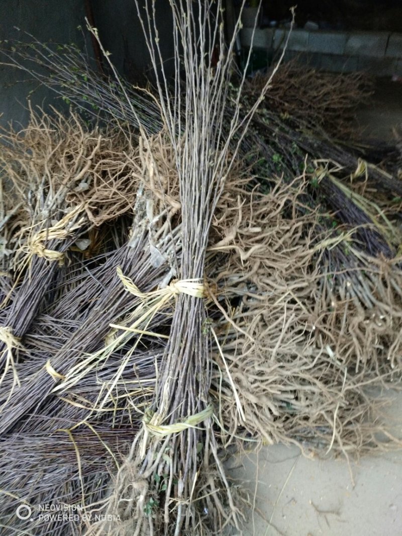 苹果树苗嫁接富士一年苹果苗价格根系发达成活率高