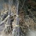 苹果树苗嫁接富士一年苹果苗价格根系发达成活率高
