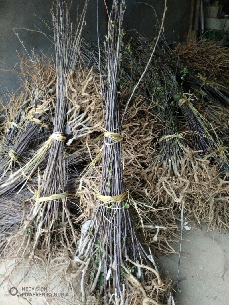 苹果树苗嫁接富士一年苹果苗价格根系发达成活率高