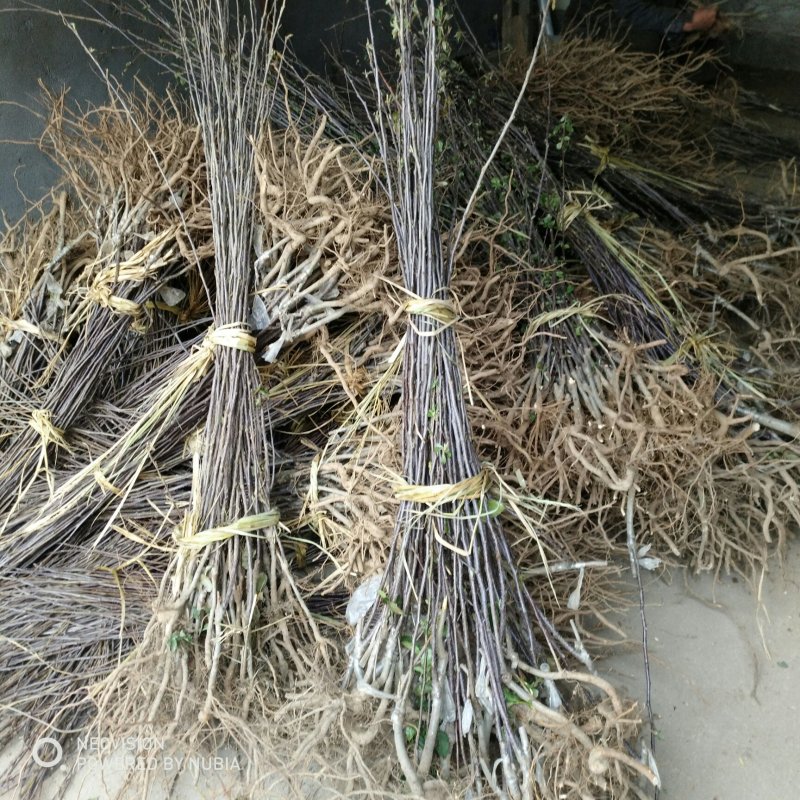 苹果树苗嫁接富士一年苹果苗价格根系发达成活率高