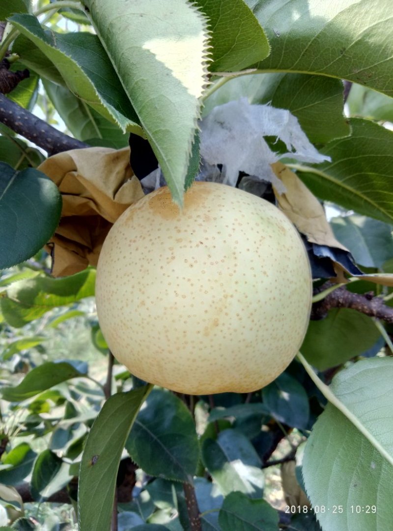 黄金梨