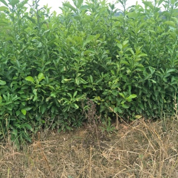 药用香橼