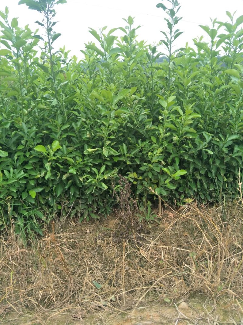 药用香橼