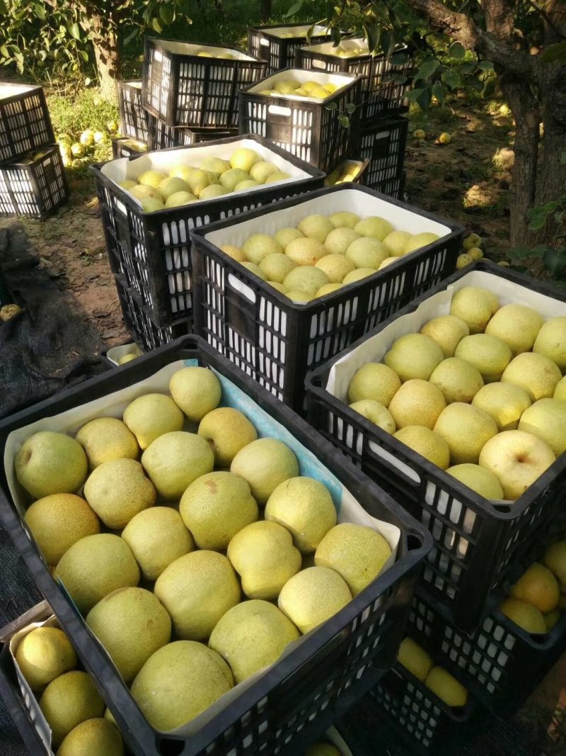 酥梨大量上市精品货源地窖冷库货源全国发货