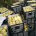 酥梨大量上市精品货源地窖冷库货源全国发货